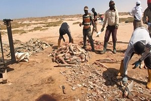 Première victime du Mercure de Chami… le Conseil Scientifique du Banc d’Arguin