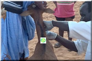  Le directeur des services vétérinaires: aucun cas exceptionnel de maladie contagieuse n'a jusqu'à présent été enregistré