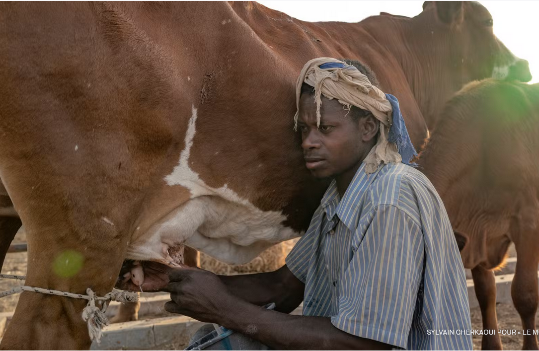 En Mauritanie, les éleveurs tentent d’imposer leur voix dans la filière laitière | Reportage