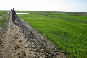 La Mauritanie compte  bénéficier de l’expertise Soudanaise  dans le domaine agricole