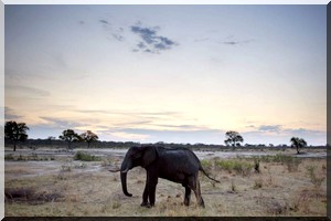 Journalistes zimbabwéens arrêtés pour un article sur le braconnage