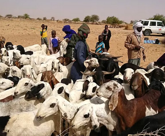 Vidéo. Mauritanie-Mali: l’arrêt de la transhumance du bétail nourrit bien d’inquiétudes