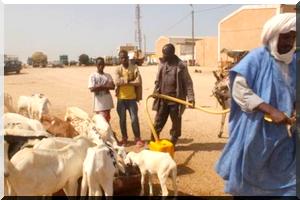 Mauritanie - L'Aid Al Adha célébré demain, le prix du mouton jugé trop cher 