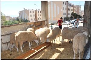 Le Maghreb se prépare pour l'aïd al-Adha