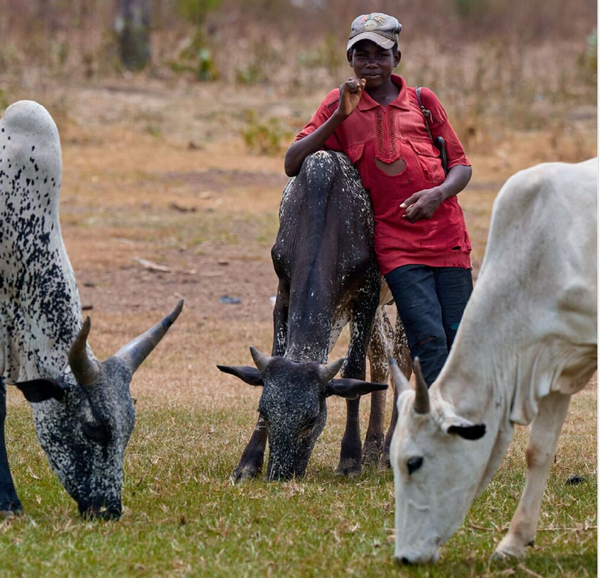 Pâturages: le Tagant et le Brakna perdent plus d’un tiers de leur herbe, la Mauritanie tombe à 85% de sa moyenne
