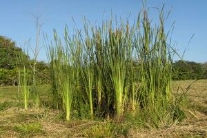Mauritanie/France ● Energies renouvelables : Le projet « Charbon typha industriel » retenu parmi 9 lauréats