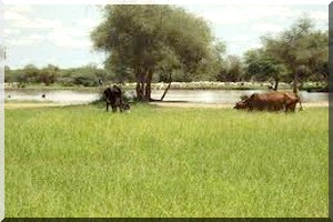 Assaba : Une grande partie de la ville de Kankossa sous les eaux de pluies